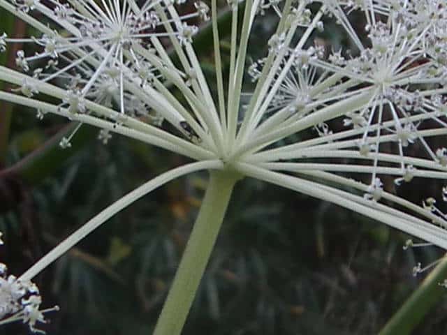 サンインヨロイグサ花