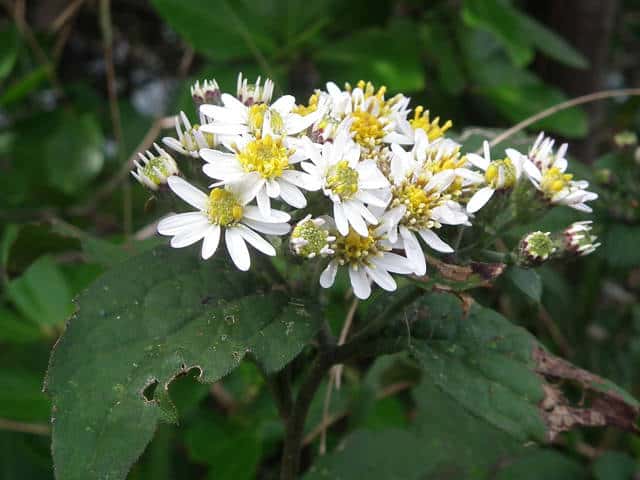タマバシロヨメナ花