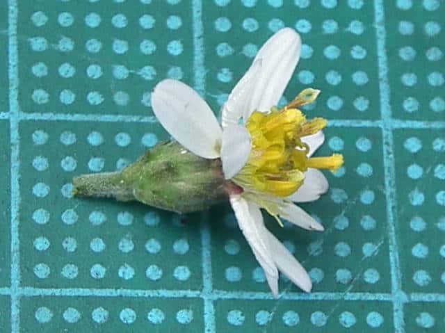 タマバシロヨメナ花