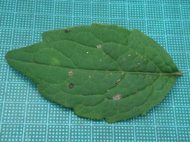 タマバシロヨメナ葉
