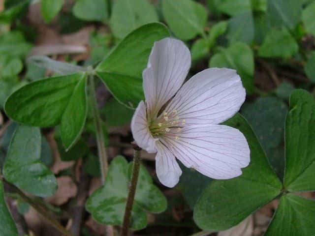 ミヤマカタバミ