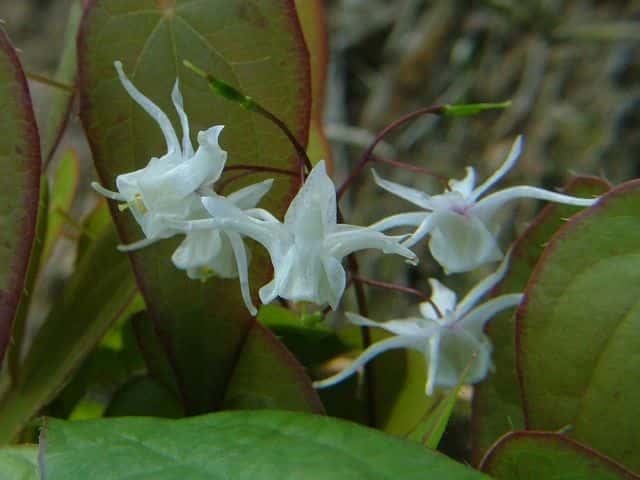 トキワイカリソウの仲間