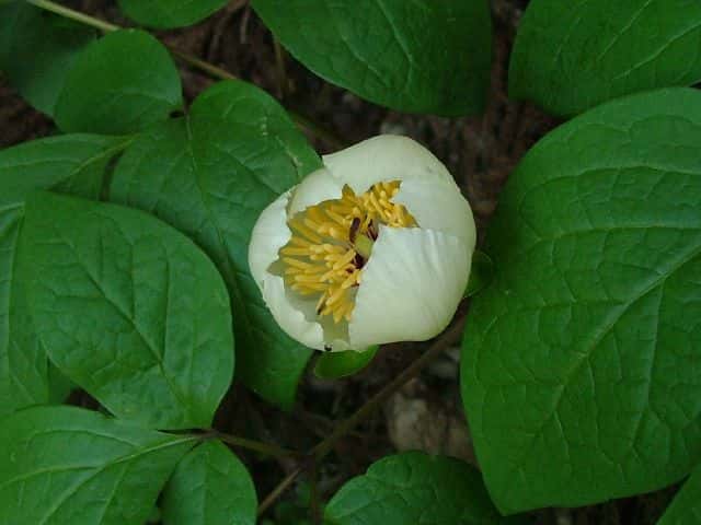 ヤマシャクヤク