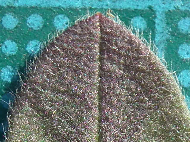 ミミナグサ葉