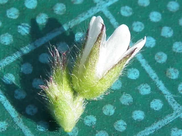 オランダミミナグサ花