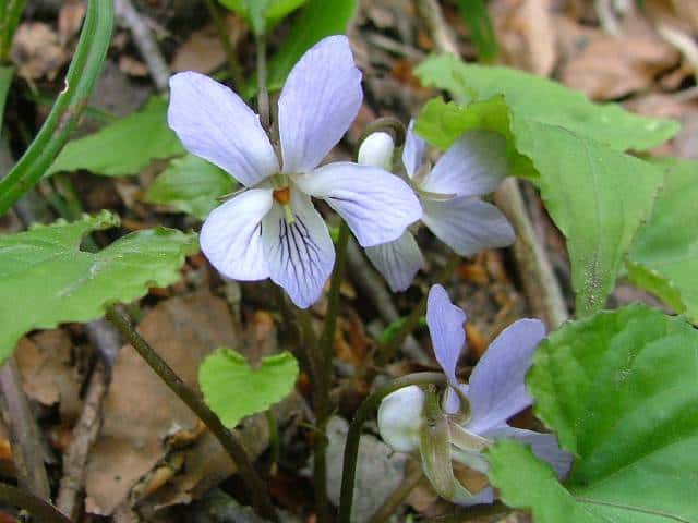 スミレサイシン