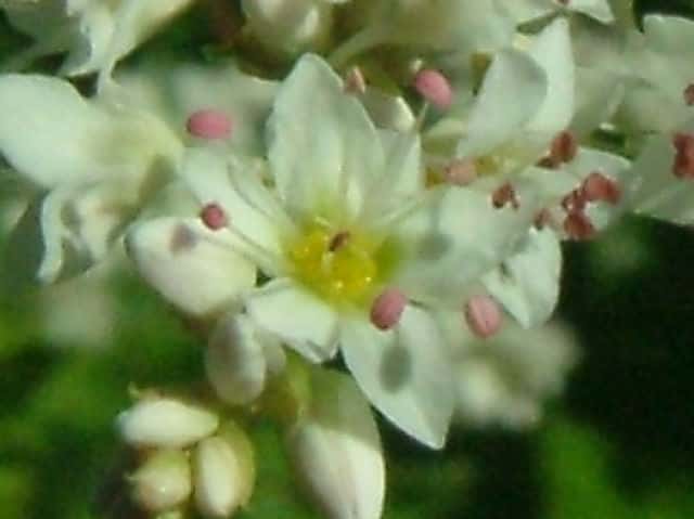 シャクチリソバ花