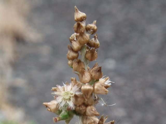 �E���W���`�`�R�O�T