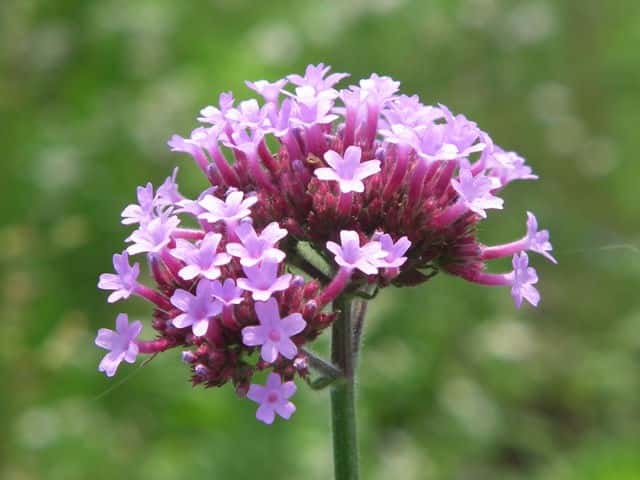 ヤナギハナガサ