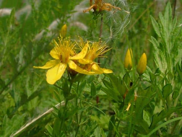 コゴメバオトギリ