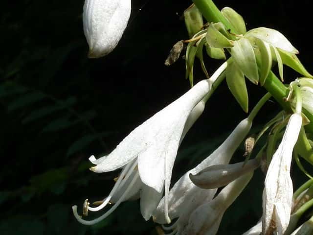 オオバギボウシ花