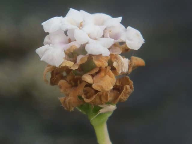 ヒメイワダレソウ