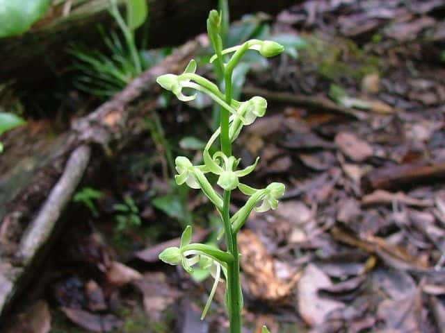 オオバノトンボソウ