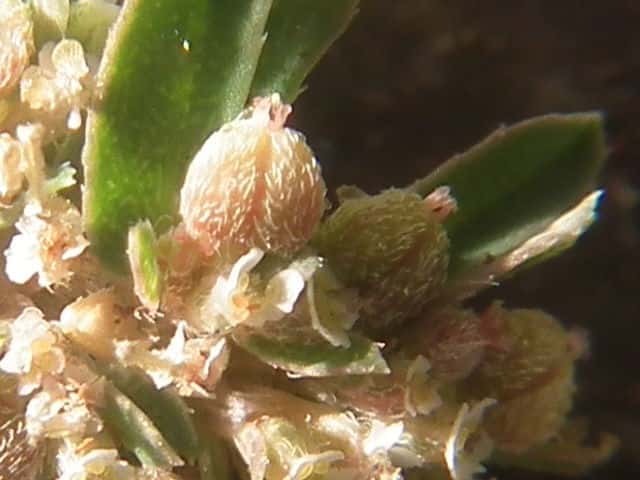 �R�j�V�L�\�E