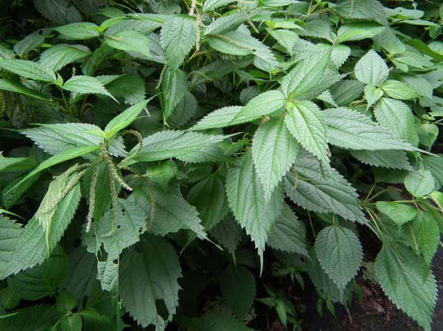 ナガバヤブマオ