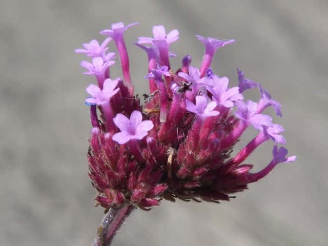 ���i�M�n�i�K�T