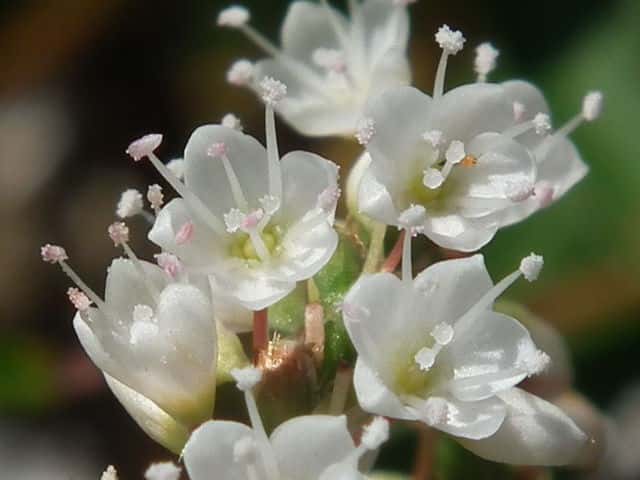 �V���o�i�T�N���^�f