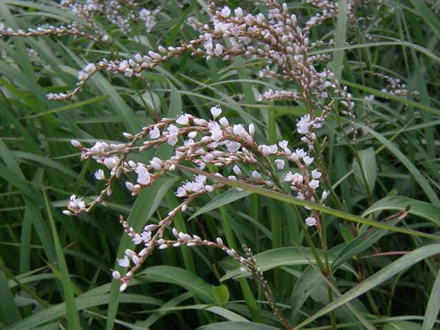 シロバナサクラタデ