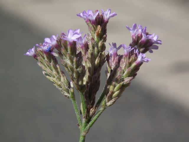 アレチハナガサ