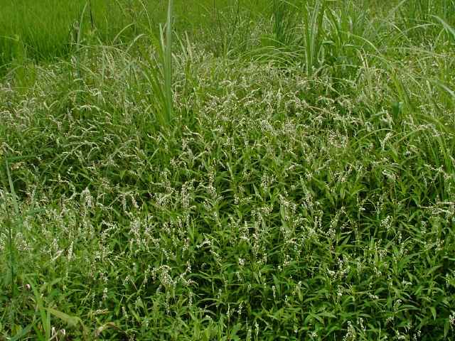 シロバナサクラタデ