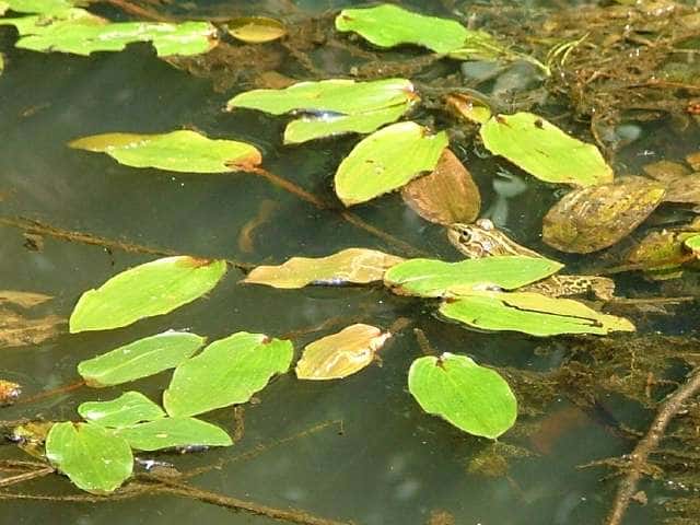 フトヒルムシロ