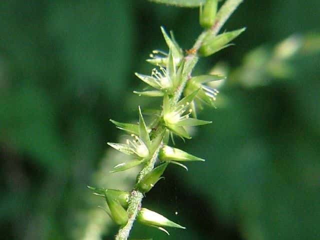 ヒカゲイノコヅチ