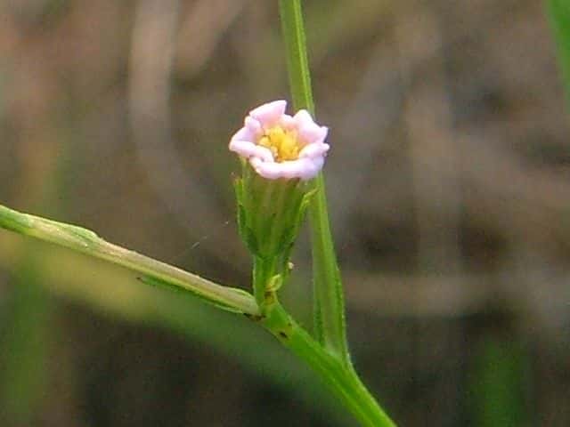 ヒロハホウキギク