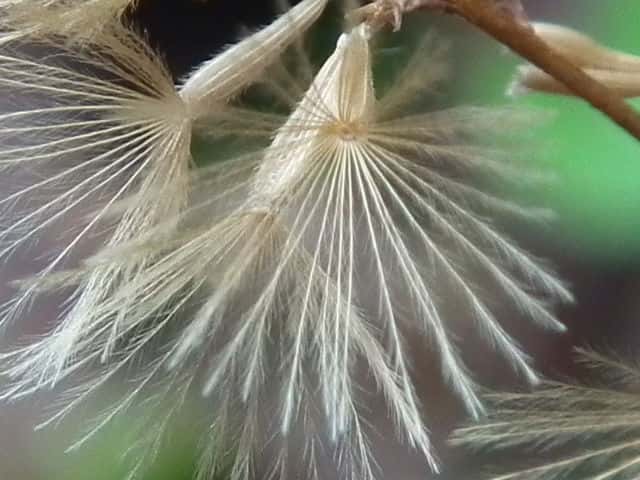 キッコウハグマ果実冠毛