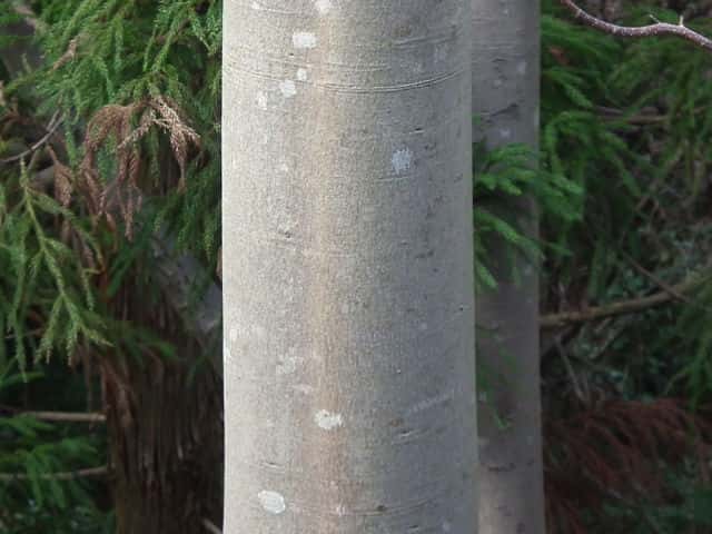 アブラギリ樹皮