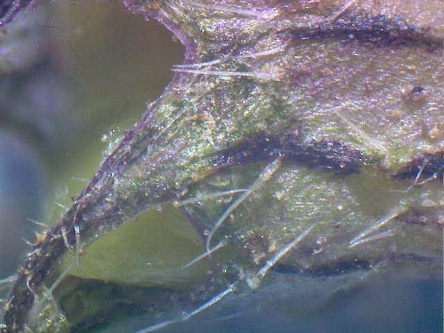 ヒメオドリコソウ萼