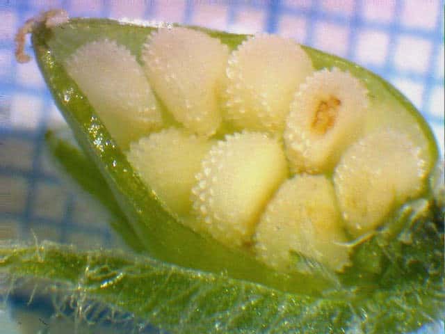 ミドリハコベ種子