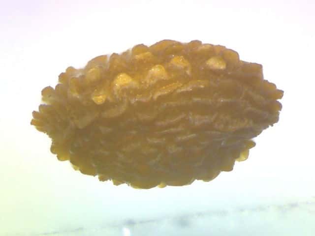 コハコベ種子