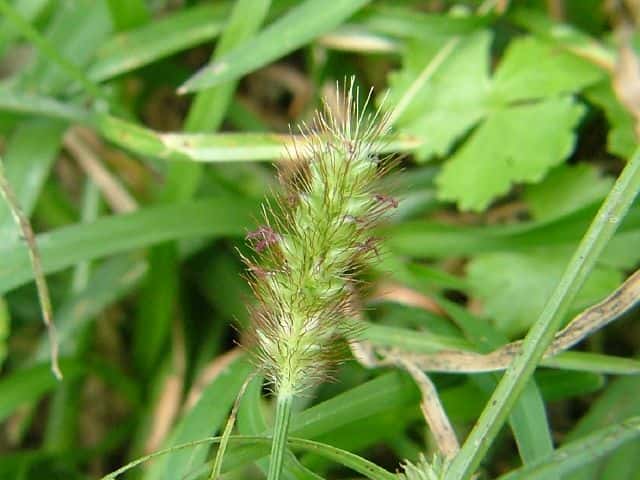 コツブキンエノコロ