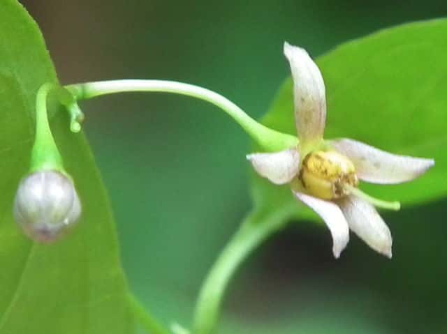 マルバノホロシ花