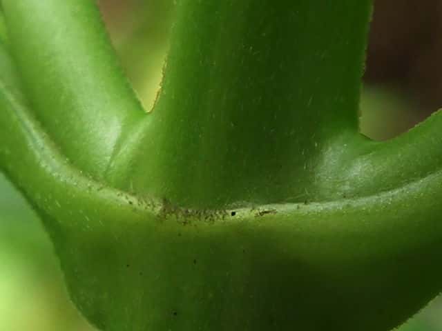 コメナモミ茎