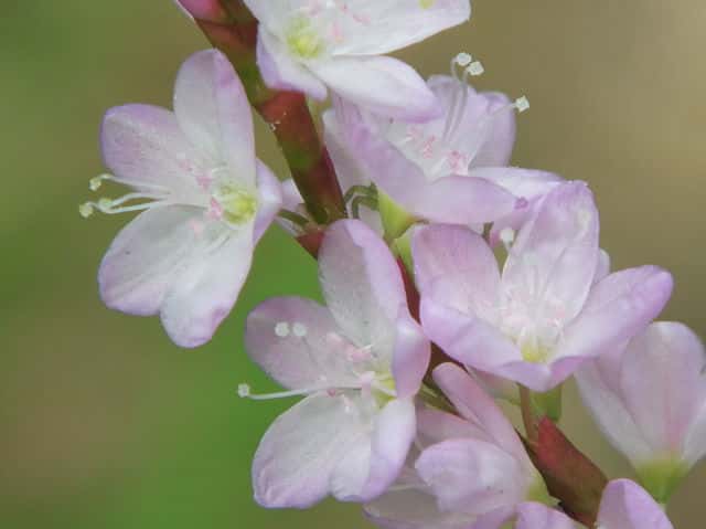 �T�N���^�f