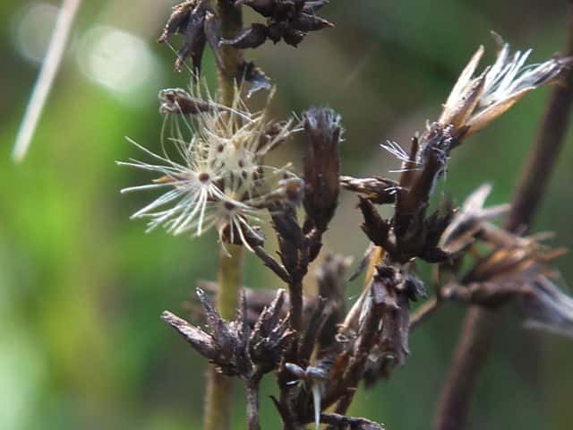 �T���q���h��