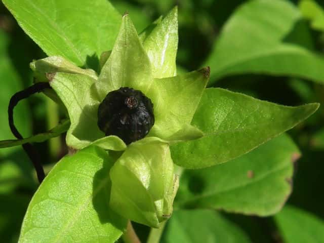 �I�V���C�o�i