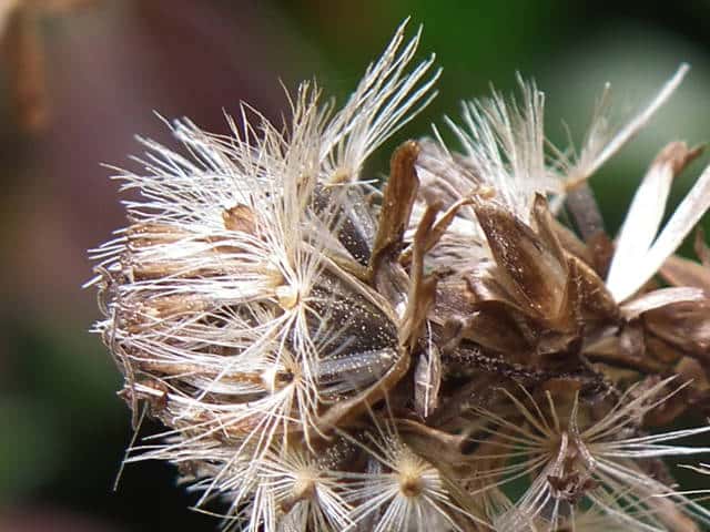 �q���h���o�i