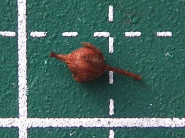 ヌマトラノオ果実