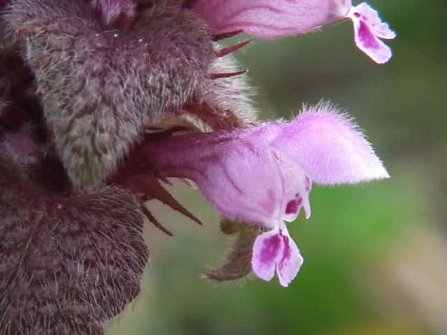 ヒメオドリコソウ花