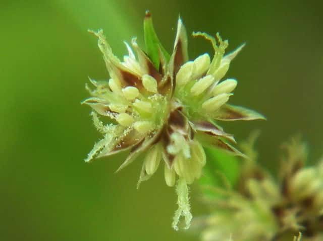 ヤマスズメノヒエ