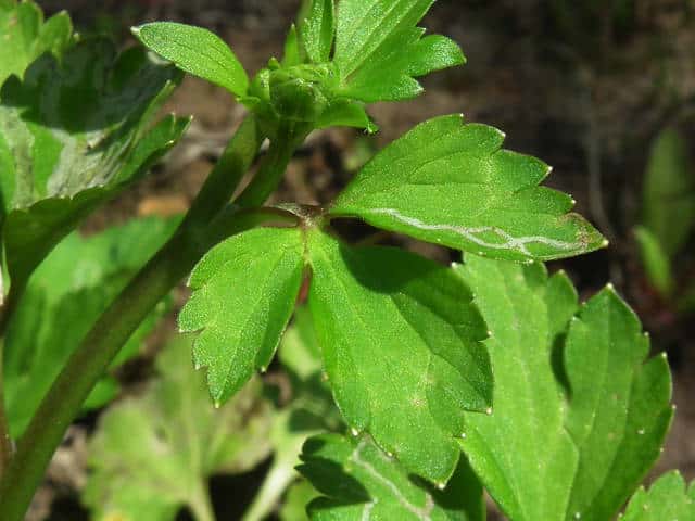 キツネノボタン茎葉