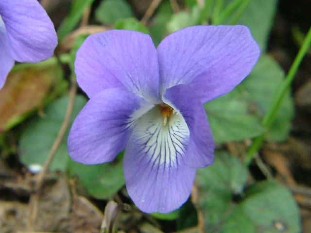 ナガバタチツボスミレ