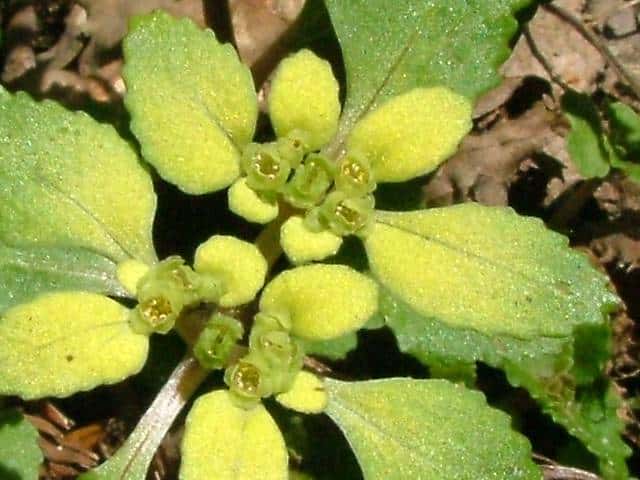 キンシベボタンネコノメソウ