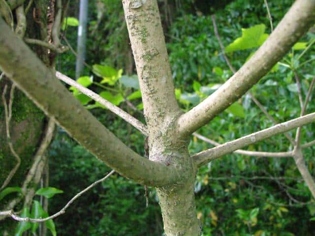 オオアブラギリ樹皮