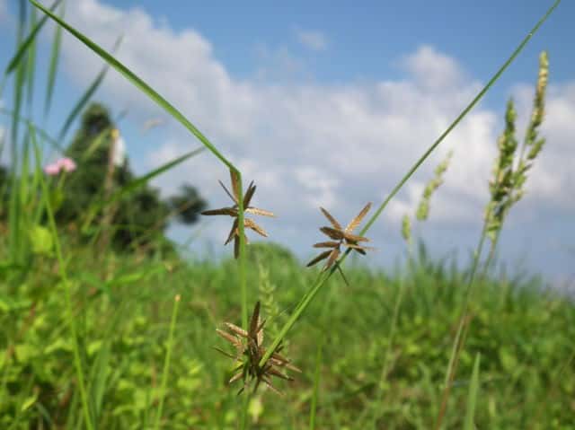 アゼガヤツリ