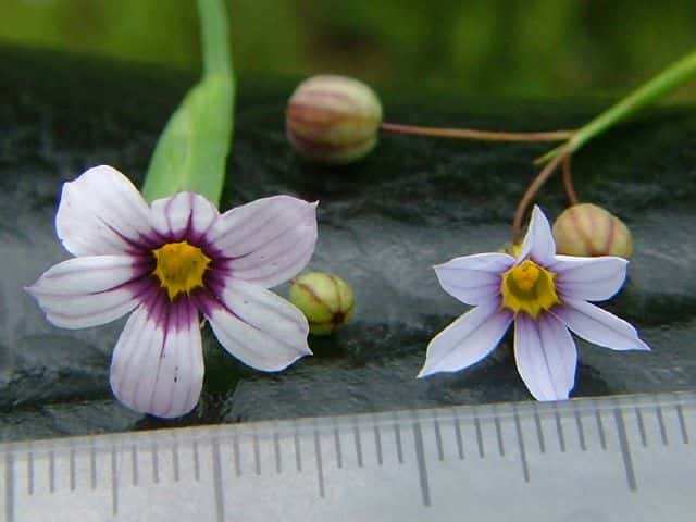 ニワゼキショウ