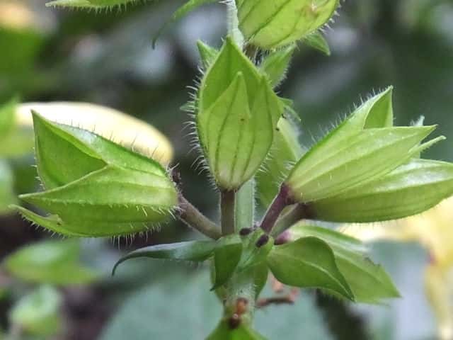 キバナアキギリ萼