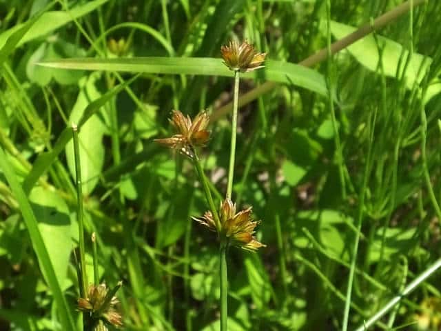 コウガイゼキショウ果実